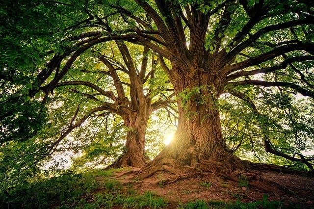 Les missions du Département Nature et Forêts